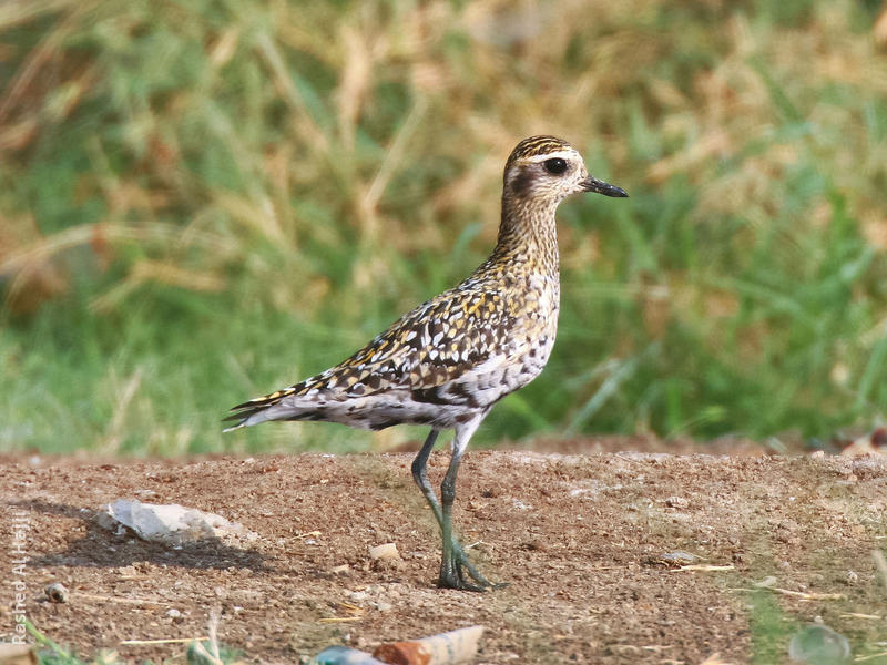 Pacific Golden Plover (Non - breeding autumn) ( Rashed Al Hajji )
