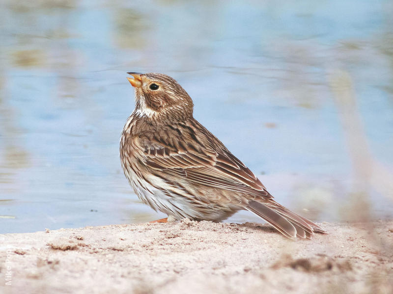 corn bunting kuwaitbirds org corn bunting kuwaitbirds org