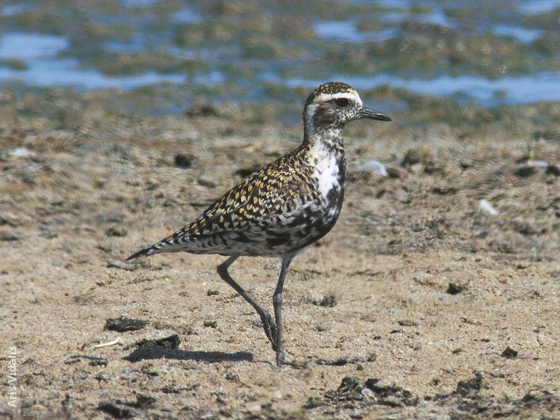 pacific golden plover juvenile uae oscar campbell pacific golden ...