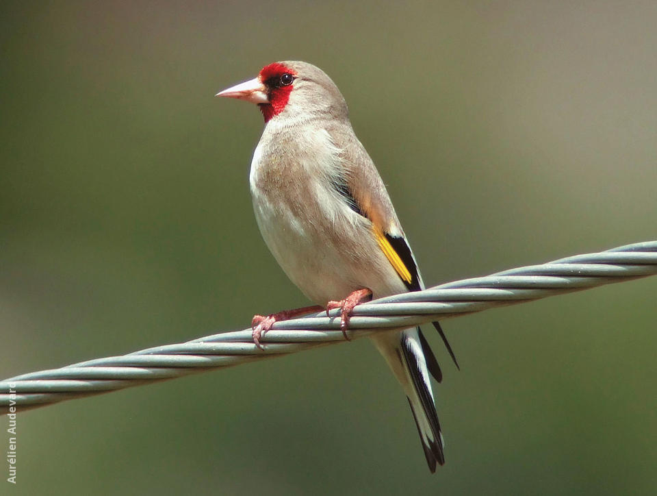 eastern goldfinch kuwaitbirds org eastern goldfinch kuwaitbirds org