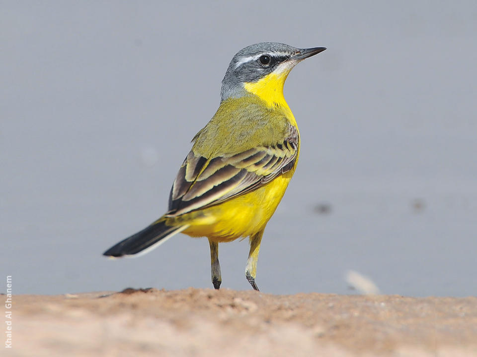 Blue headed Wagtail KuwaitBirds blue-headed-wagtail-kuwaitbirds