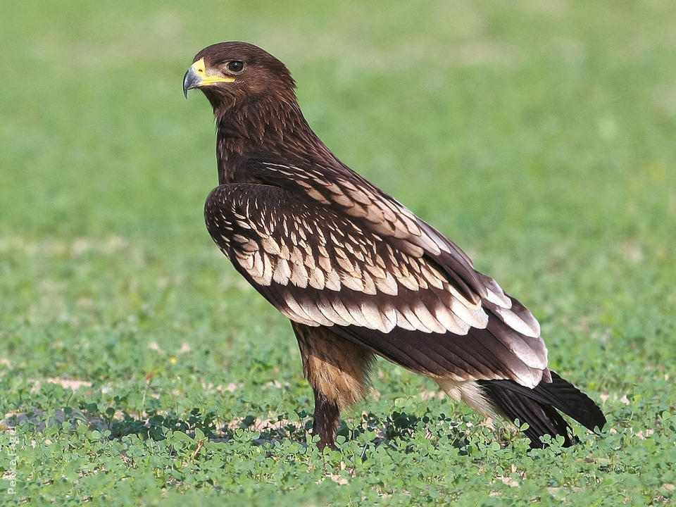 Greater Spotted Eagle - Alchetron, The Free Social Encyclopedia