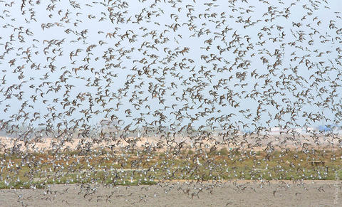 Dunlin, turnstone and other waders flock on Kuwait Bay mudflats (photo by Pekka Fagel)