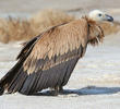 Eurasian Griffon Vulture | KuwaitBirds.org