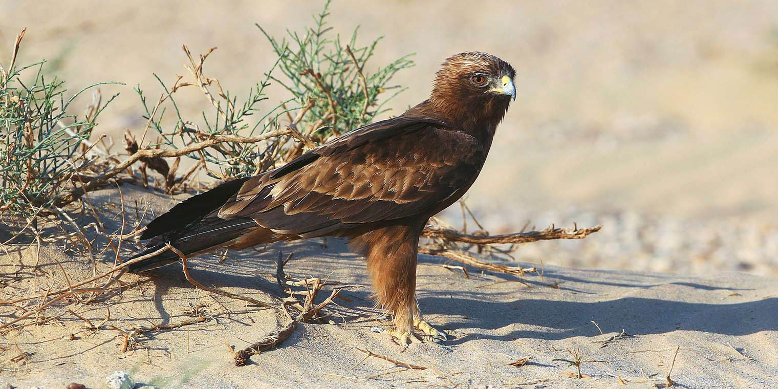 Booted Eagle (Mohammad Khorshed)