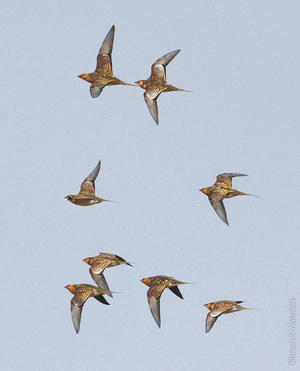 Pin-tailed Sandgrouse flock - a very rare sight (photo by Khaled Al Nasrallah)