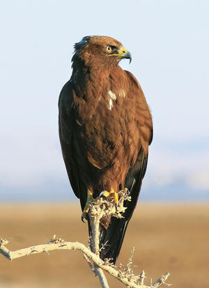 Long-legged Buzzard (MK)