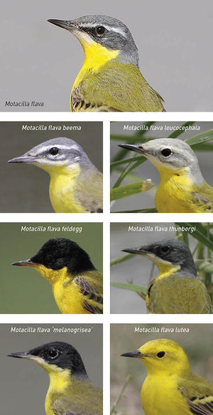 Very closely related subspecies of Yellow Wagtail (Motacilla flava) are identified by the male’s head patterns.