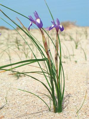 Gynandriris Irises: they are sensitive to off-road vehicle trampling. (photo by Mike Pope)