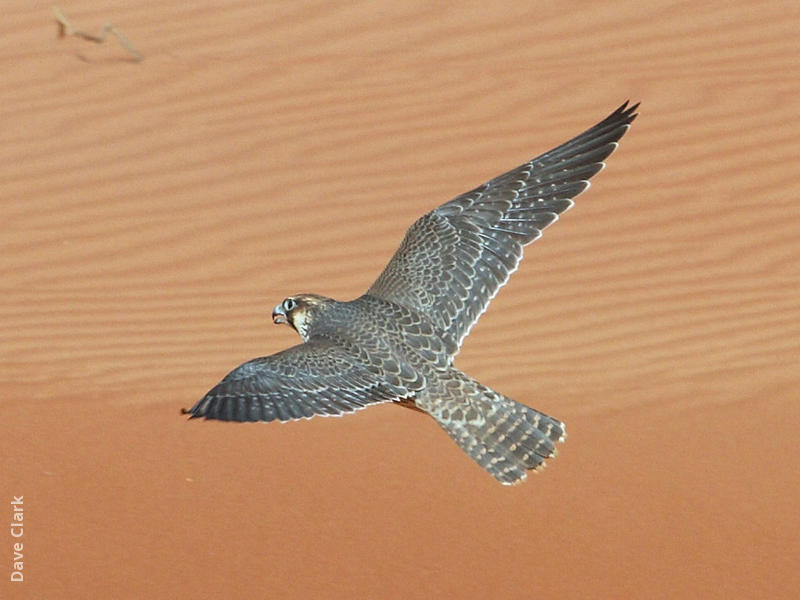 Barbary Falcon (UAE)