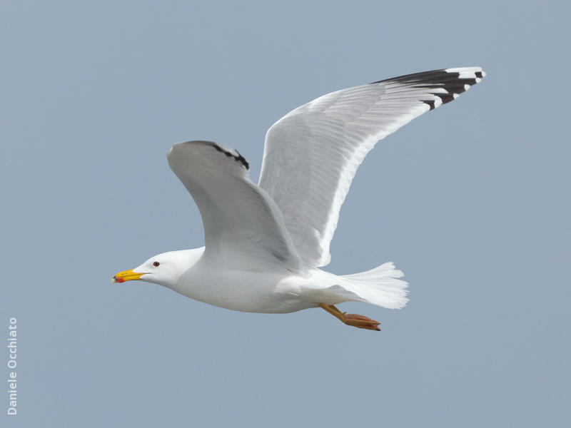 Caspian Gull (Early spring)