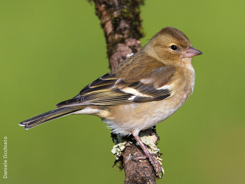 Common Chaffinch (Female, ITALY)
