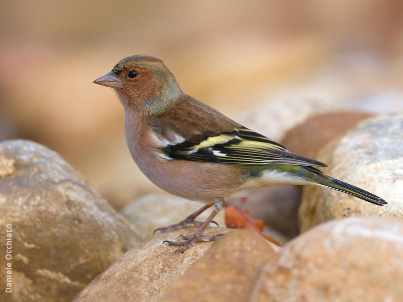 Common Chaffinch (Male winter, ITALY)