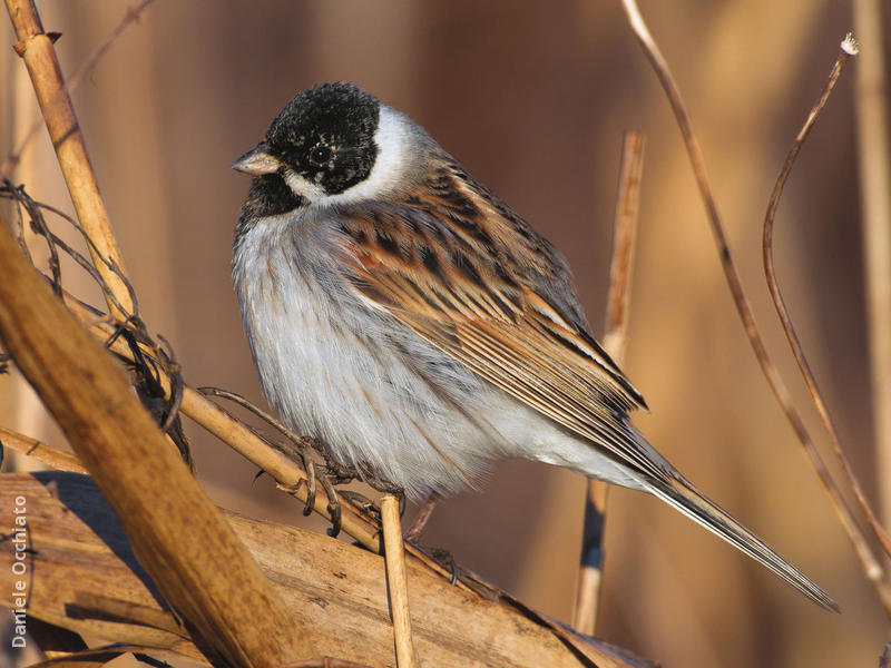 Common Reed Bunting (Male, ITALY)