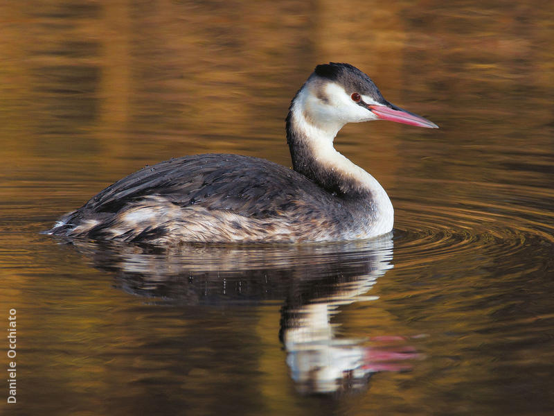 Great Crested Grebe (Winter, ITALY)