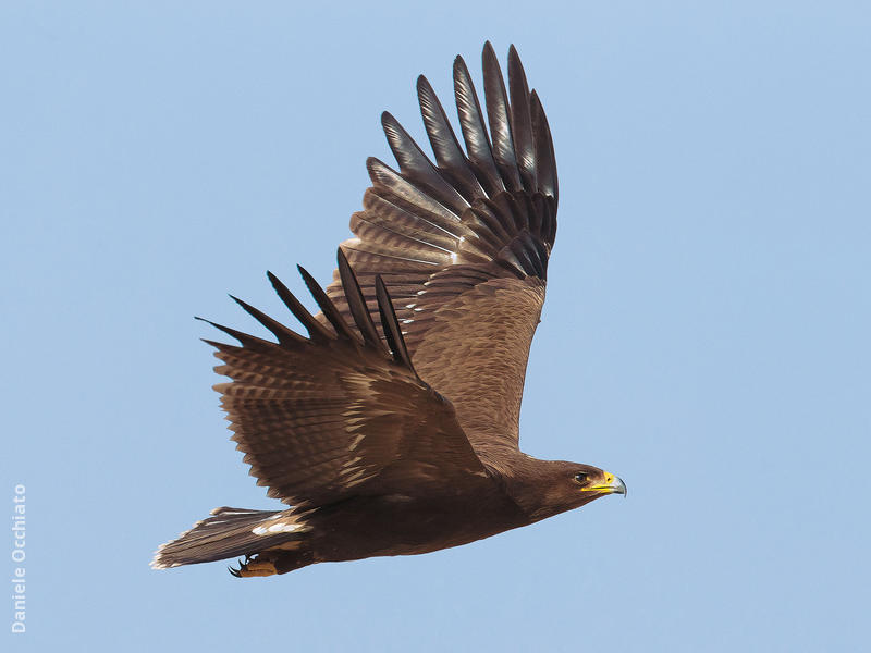 Lesser Spotted Eagle (EGYPT)