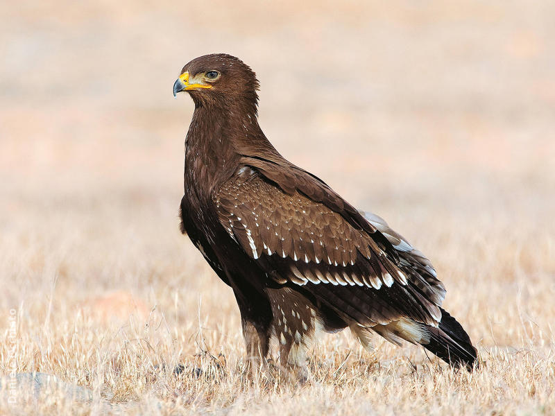 Lesser Spotted Eagle (Immature, OMAN)