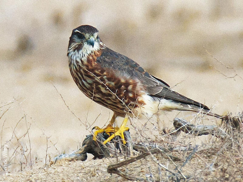 Merlin (Male, UAE)