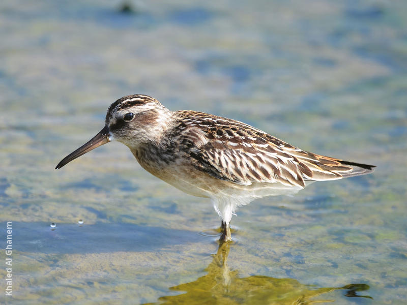 Broad-billed Sandpiper (Early autumn)