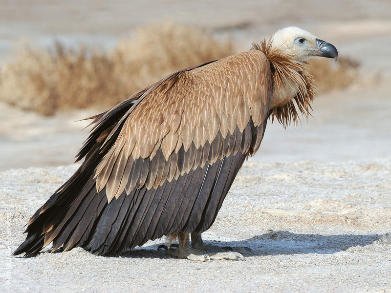 Eurasian Griffon Vulture | KuwaitBirds.org