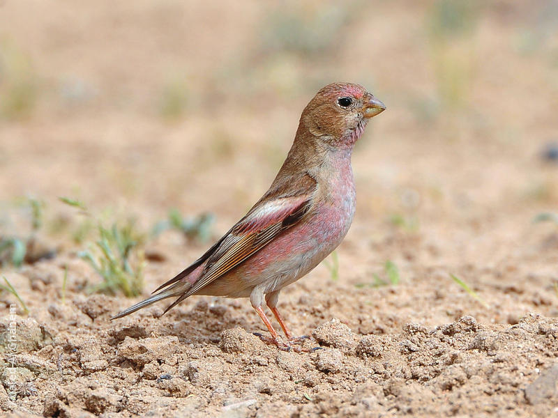 Mongolian Finch (Spring)