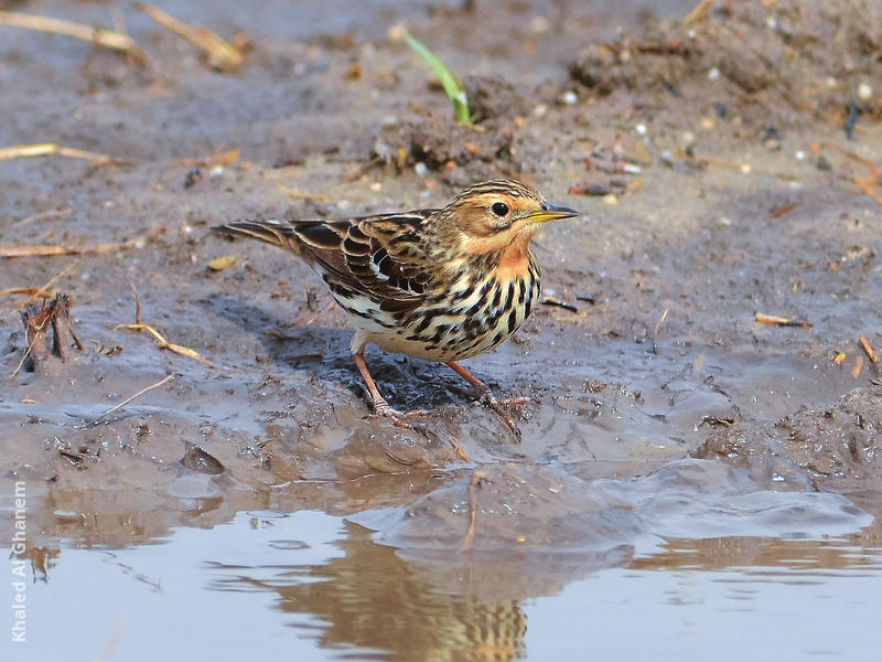 Red-throated Pipit (Non-breeding)