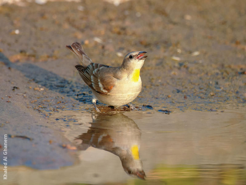 Yellow-throated Sparrow (Male)