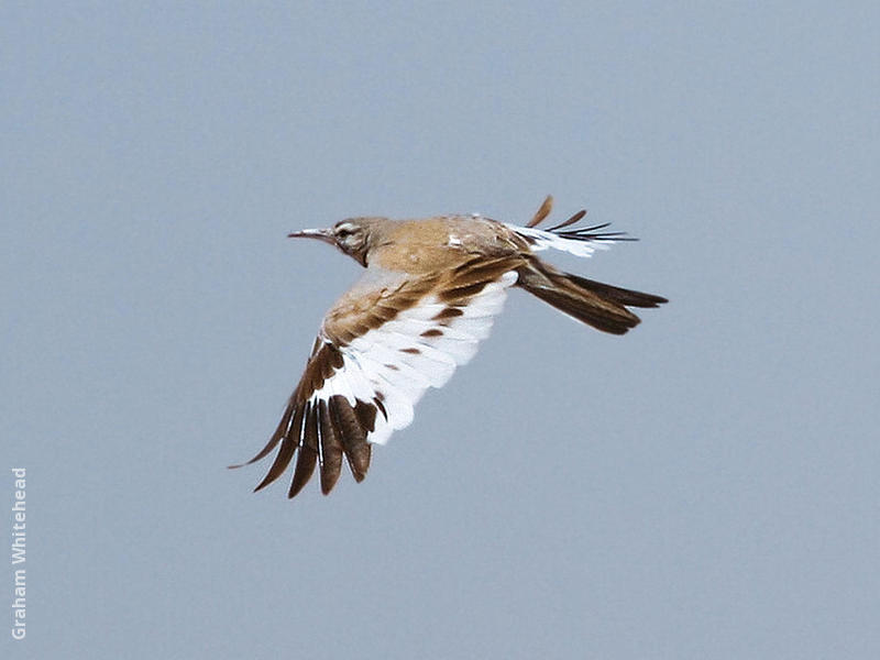 Greater Hoopoe-Lark in flight