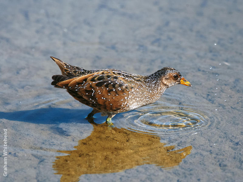 Spotted Crake (Immature winter)