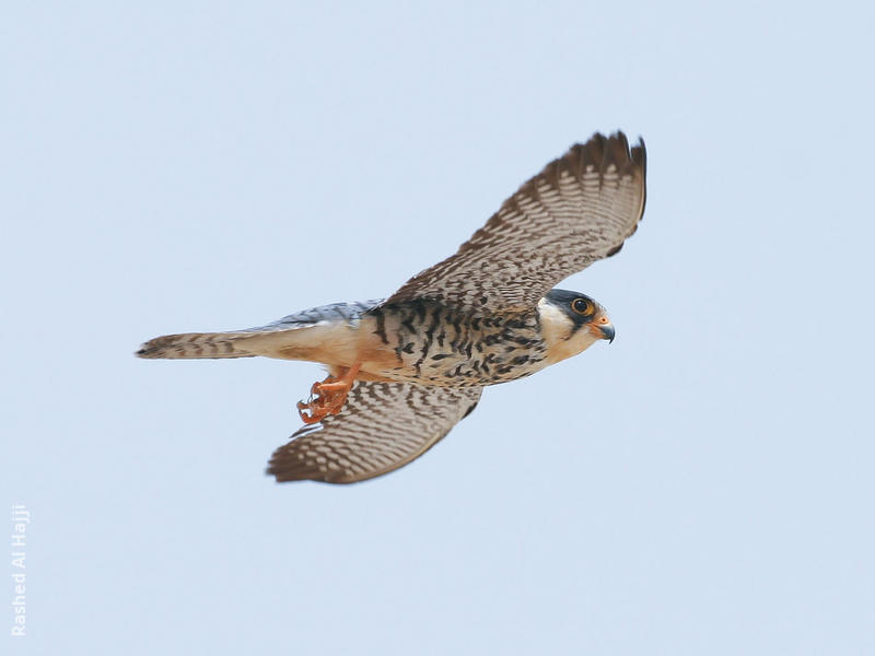 Amur Falcon (Female)