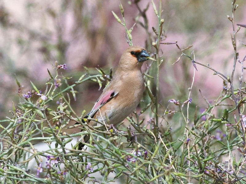 Desert Finch (Breeding plumage)