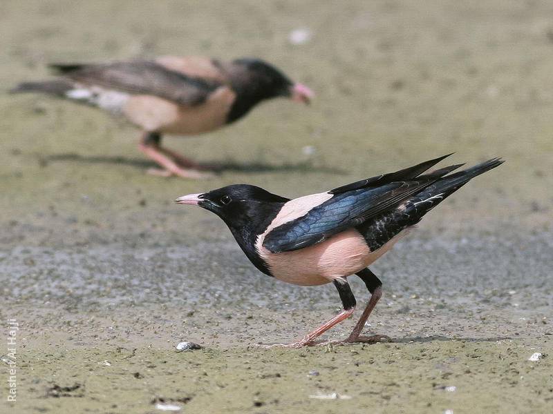 Rose-coloured Starling (Males spring)