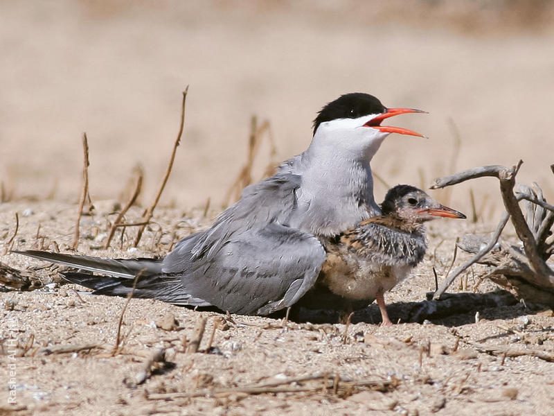 White-cheeked Tern (With fledgling)