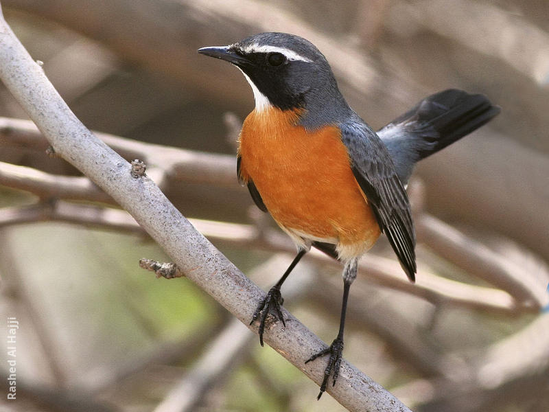 White-throated Robin (Male)