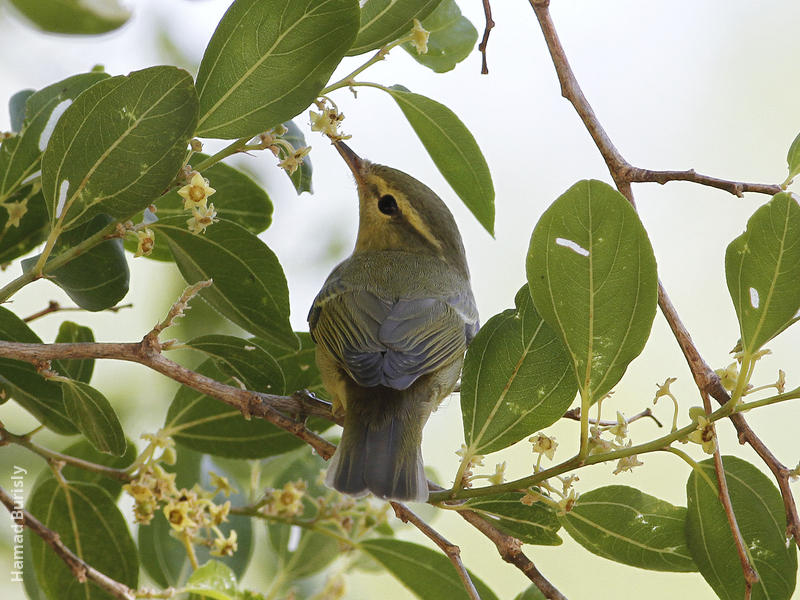 Green Warbler (Al Abraq, Oct 2013)