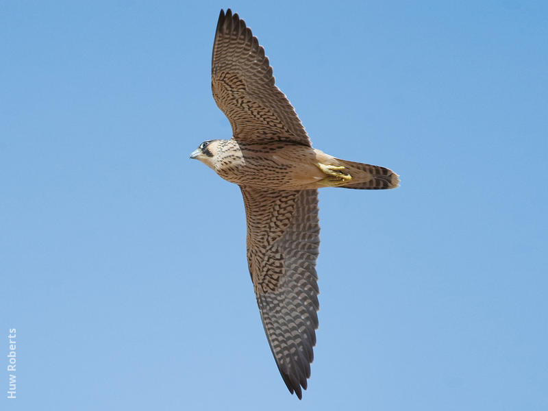 Barbary Falcon (Immature - UAE)