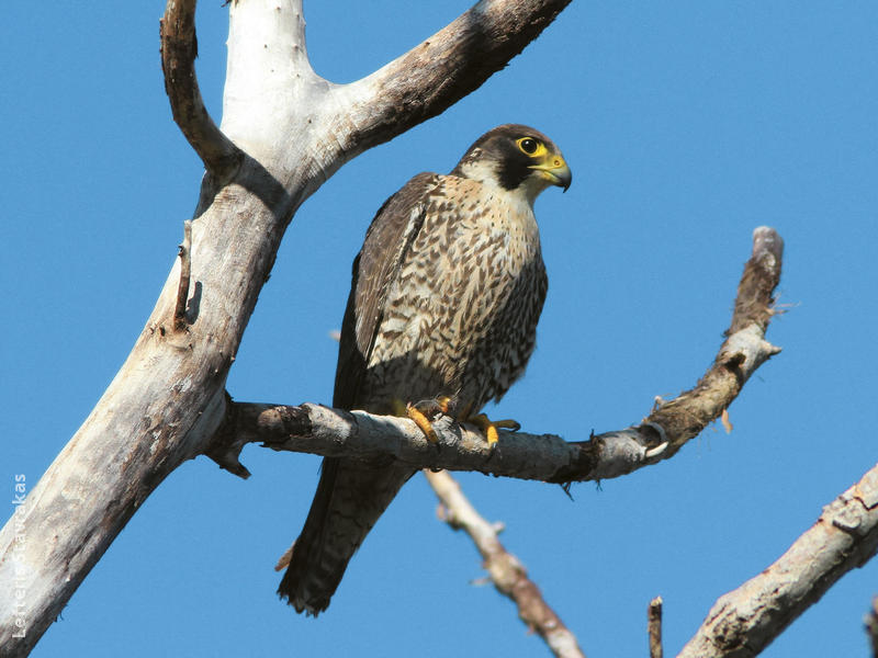 Peregrine Falcon (Immature, GREEECE)