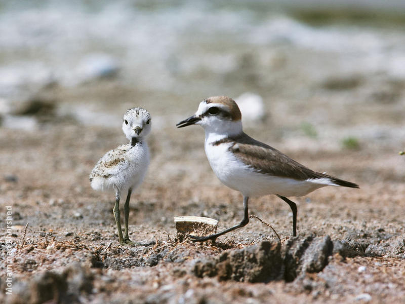 Kentish Plover (Female with fledgling)
