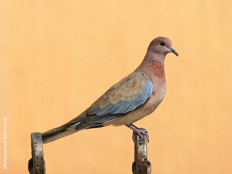 Laughing Dove 