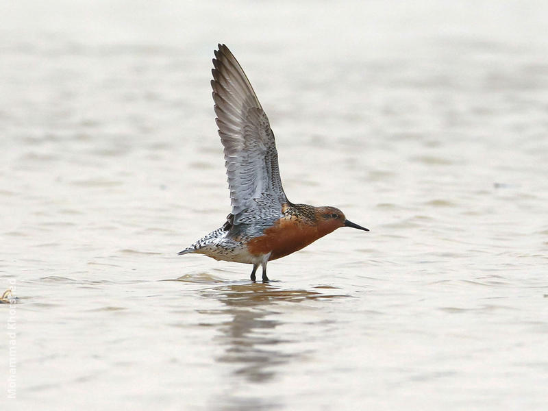 Red Knot (Breeding plumage)
