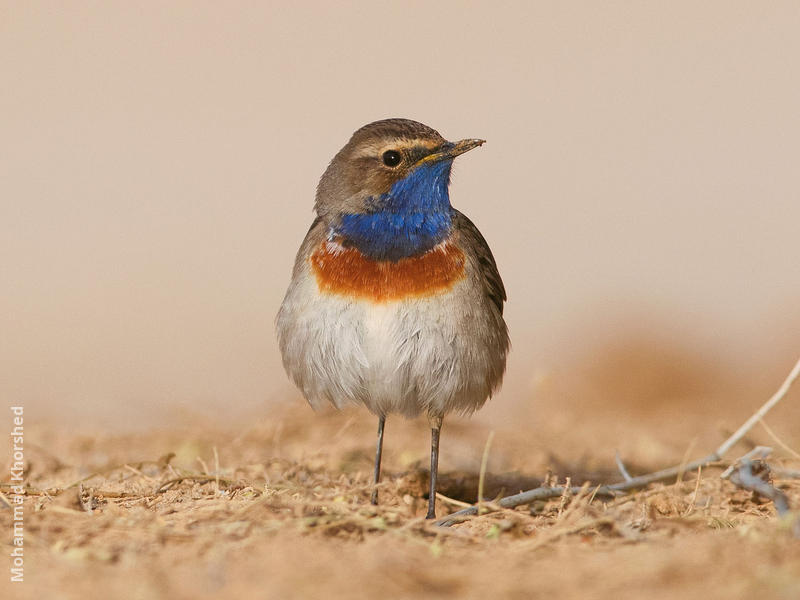 White-spotted Bluethroat (Male)