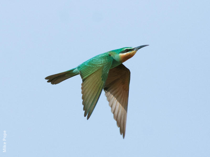 Blue-cheeked Bee-eater (Juvenile)