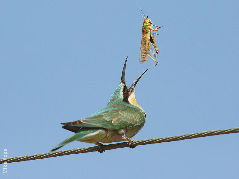 Blue-cheeked Bee-eater (Juvenile)
