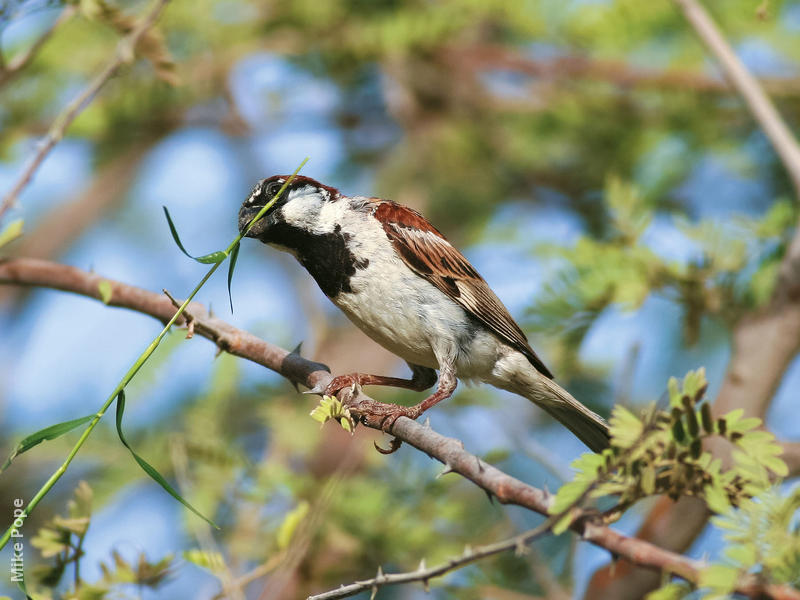 House Sparrow (Male breeding plumage)