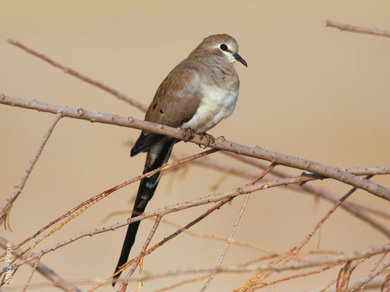 Namaqua Dove (Female)