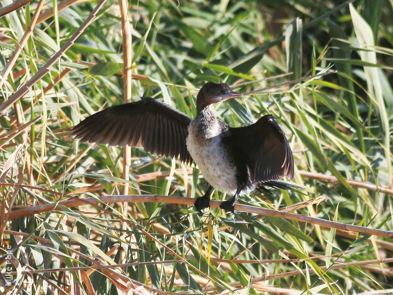 Pygmy Cormorant (Immature)