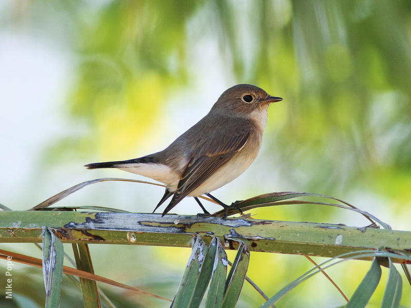 Red-breasted Flycatcher (Female)