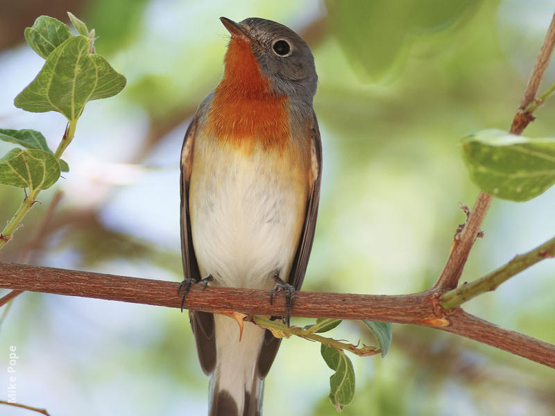 Red-breasted Flycatcher (Male breeding plumage)
