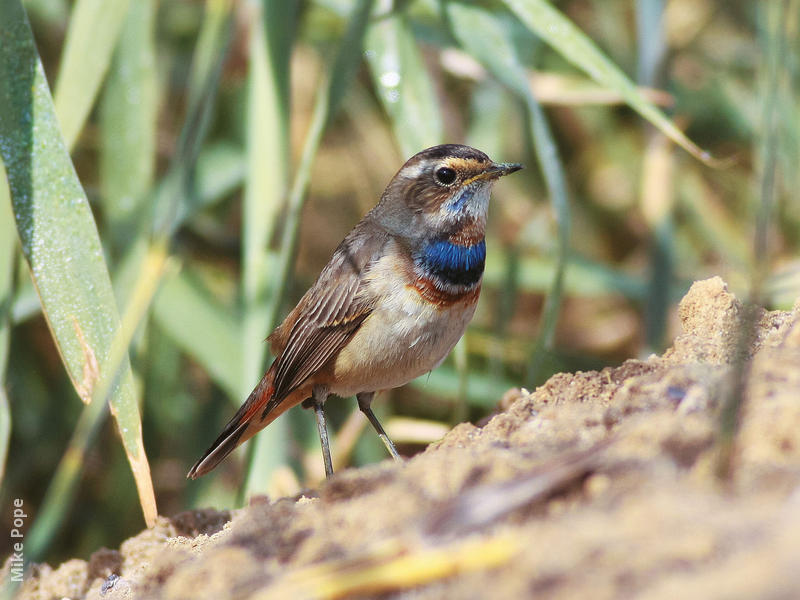 Red-spotted Bluethroat (Male)