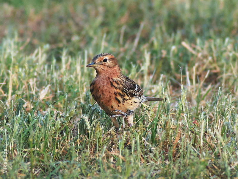 Red-throated Pipit (Spring)